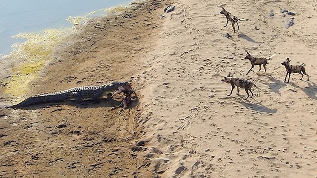 Lone Crocodile Steals Impala Kill From Pack Of Wild Dogs