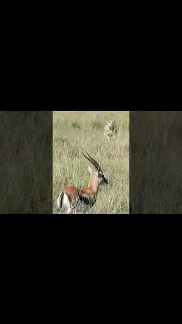 Cheetah Successfully Hunts A Gazelle #shorts #giveityourbestshort