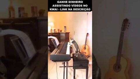 gato tocando piano 😮😮😮