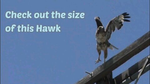 Check out the size of this Hawk