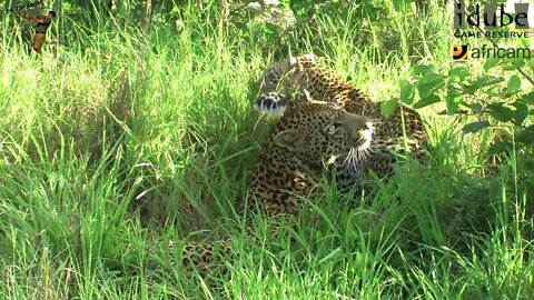 WILDlife: Leopards Pairing In The Grass