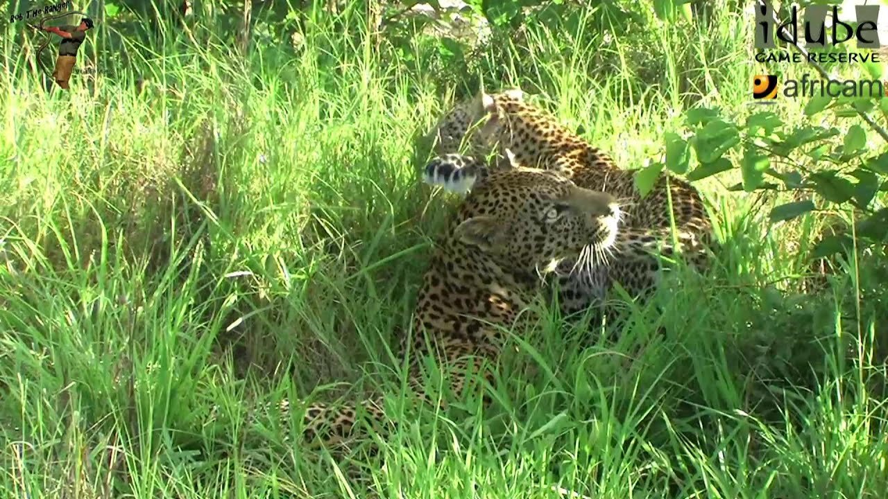 WILDlife: Leopards Pairing In The Grass