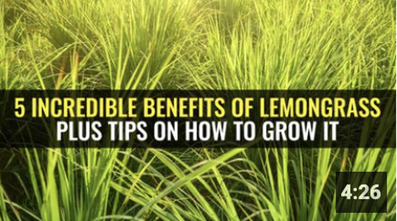 5 Incredible benefits of lemongrass plus tips on how to grow it