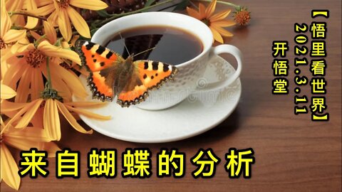 KWT1303来自蝴蝶的分析20210311-4【悟里看世界】