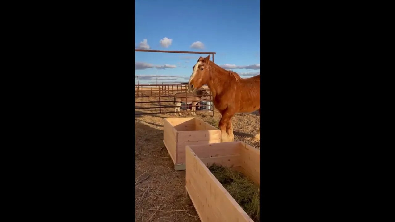 Building Horse Manger Boxes for Feeding Ep.9