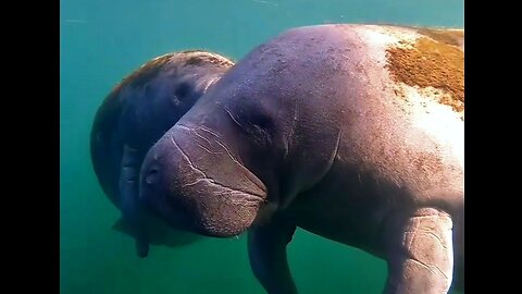 The bond between a mom and her calf is truly amazing! 💙