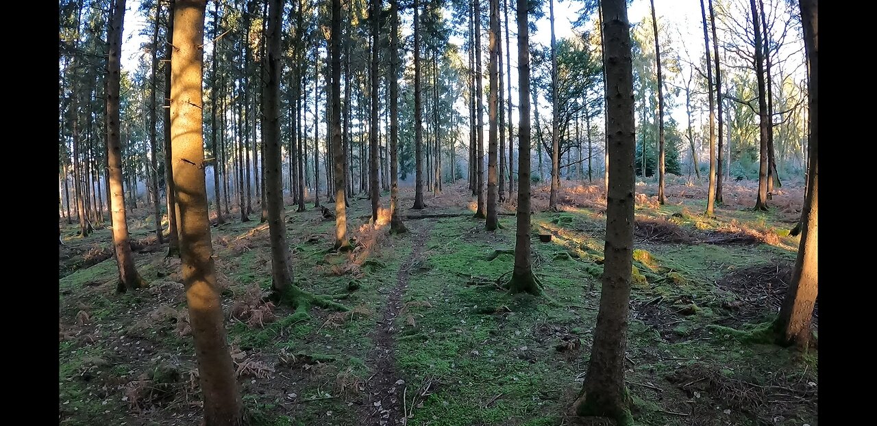 I am lost. Night hiking I'm the woods. 21st Jan 2023