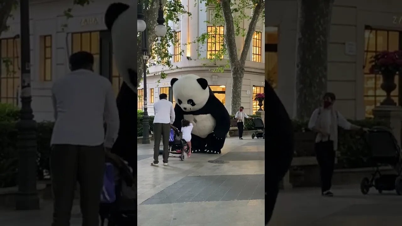Funny Big Panda video, funny