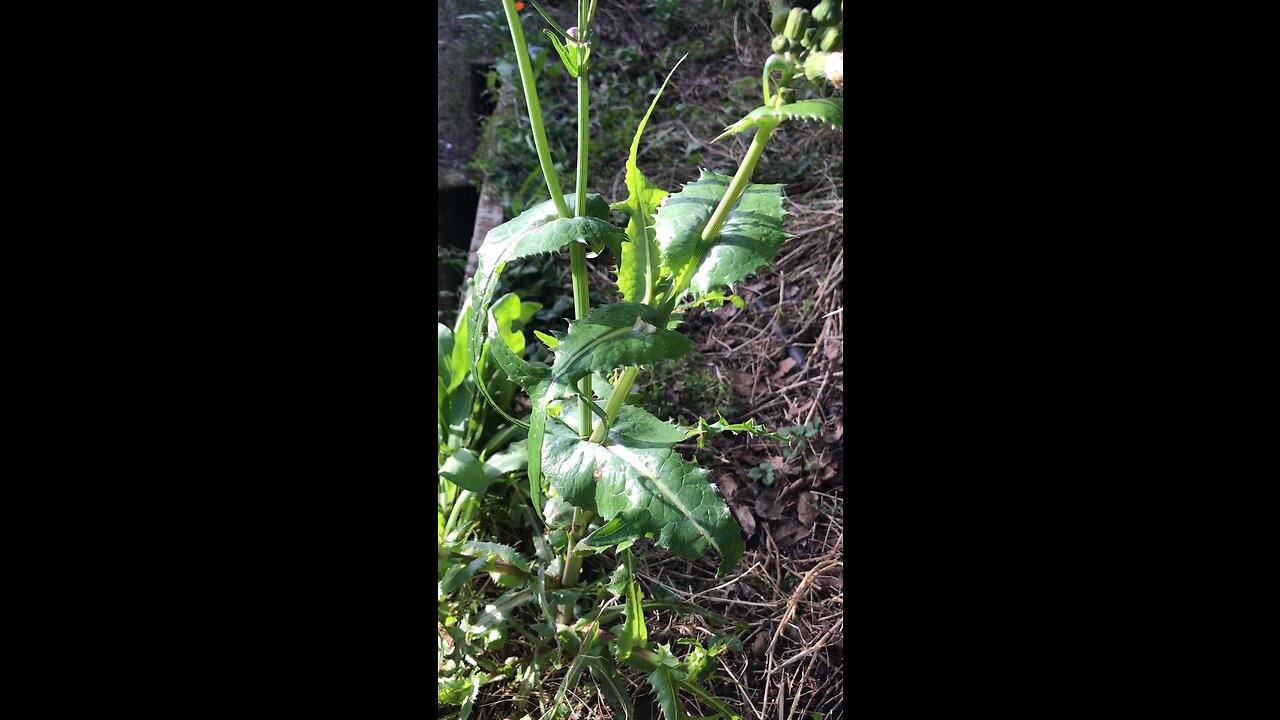 Puha (Sonchus oleraceus) Sow Thistle #forage #survival