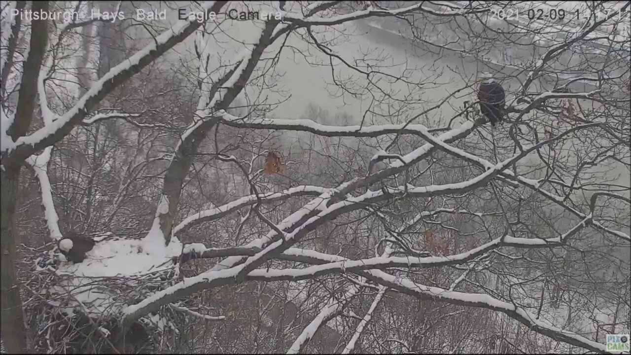 Hays Eagles Dad chases squirrel 3 times 2.9.21 -7:23 AM -2:16PM- 3:01PM