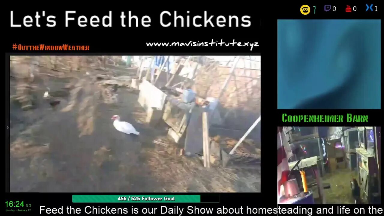 Let's Feed the Chicken : EP:28 Country Life v City Life