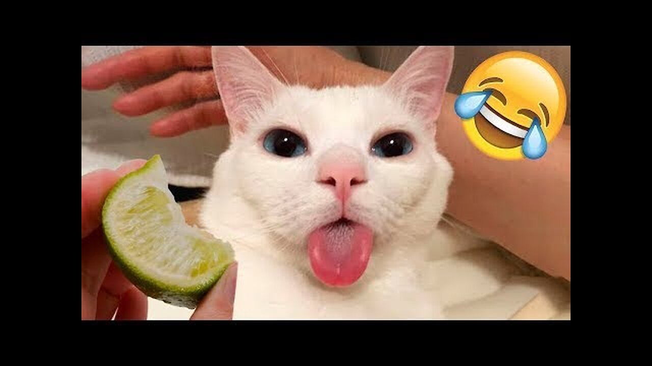 Best Funny Animal Videos Of The 2023