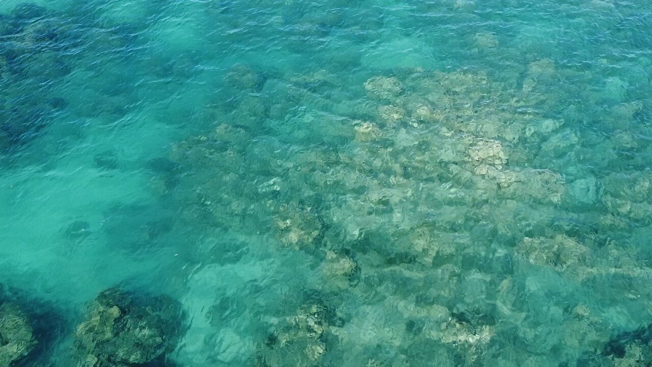 Reef