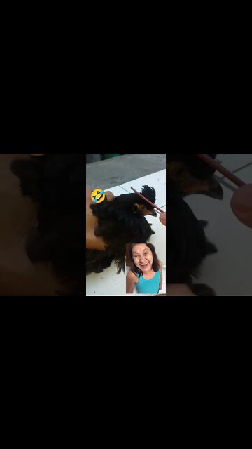 SE VC FOR BOLSOMINION , PETISTA, CENTRISTA NÃO ASSISTA SE NÃO VOCÊ VAI DEIXAR DE SER BURRO! 😂😂😂