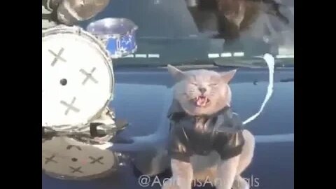 Rockstar Cat Exclusive Band | #shorts