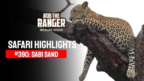 Safari Highlights #390: 27 - 29 February 2016 | Sabi Sand Wildtuin | Latest Wildlife Sightings