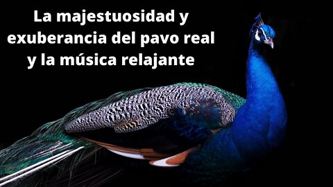 La majestuosidad y exuberancia del pavo real y la música relajante