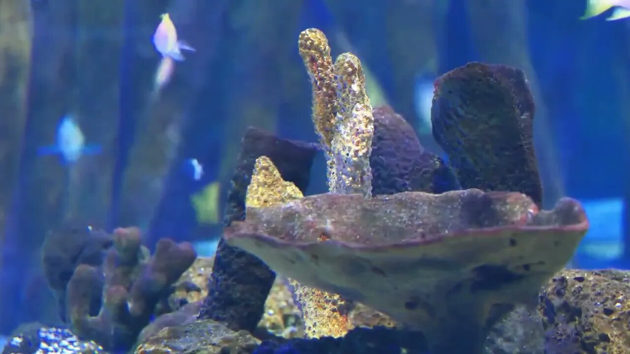 Corals in big aquarium with colourful fishes