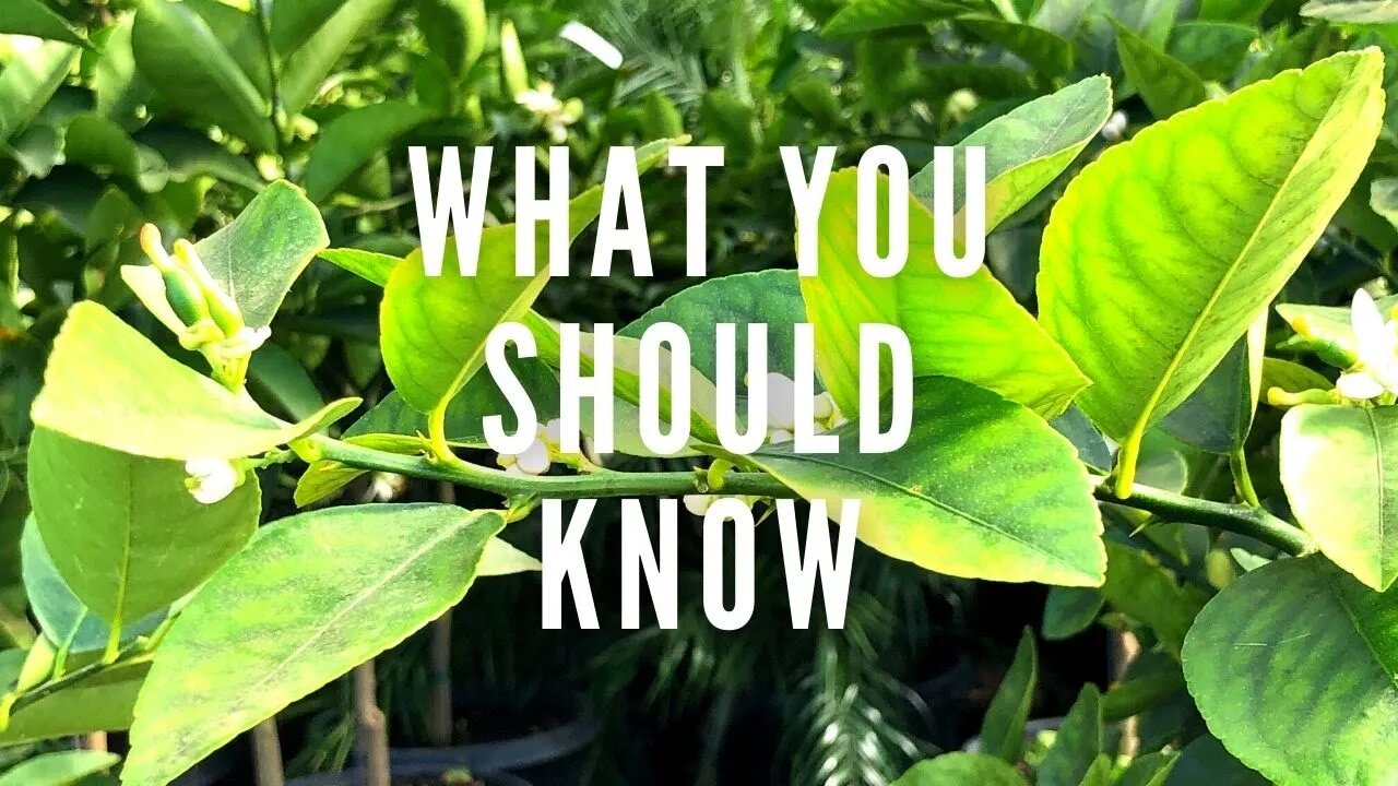 Top Secrets For Beautiful Citrus Trees!! | How To Grow Healthy Citrus Trees In Containers!!