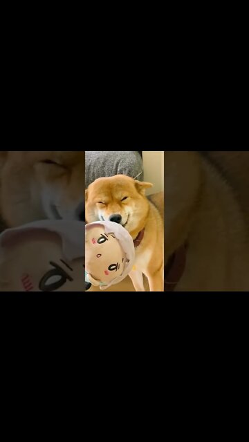 A dog who loves to smile and Wag his tail