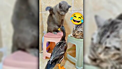 Cat:kitten cute, duck vs cat.