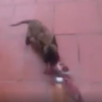 Cute Micro Dogs - A Cute Mini dog Videos Compilation 2016