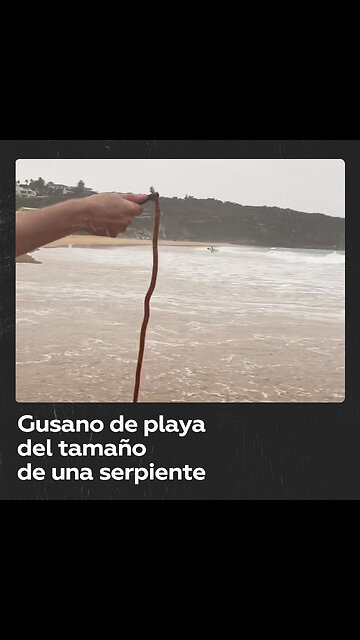 Hallan un gusano de arena gigante en una playa