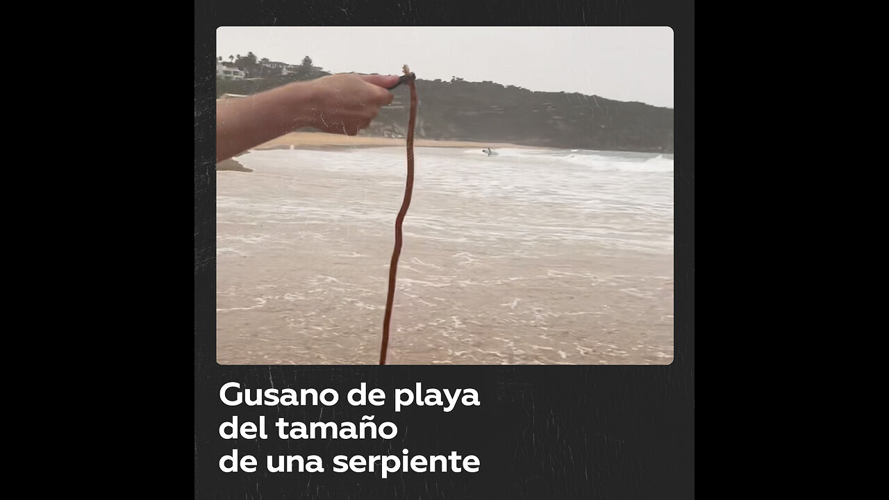 Hallan un gusano de arena gigante en una playa