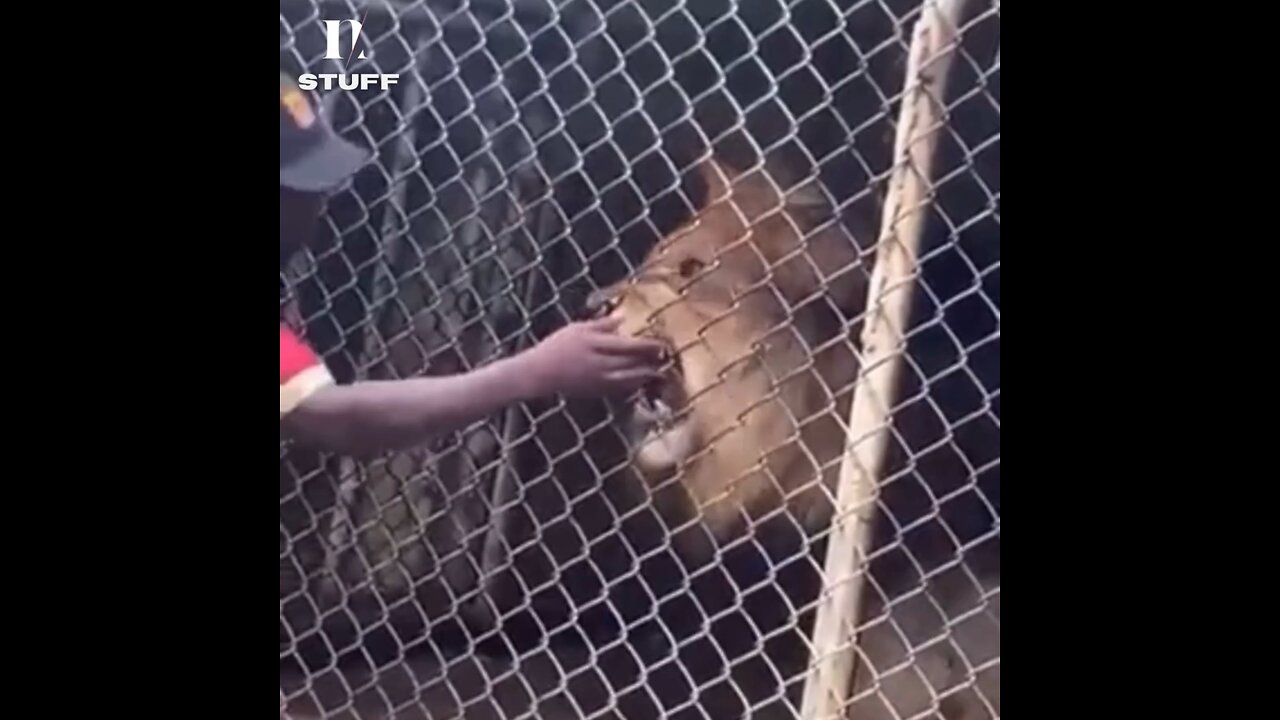Whoopsiedaisies! 👀🫣🦁