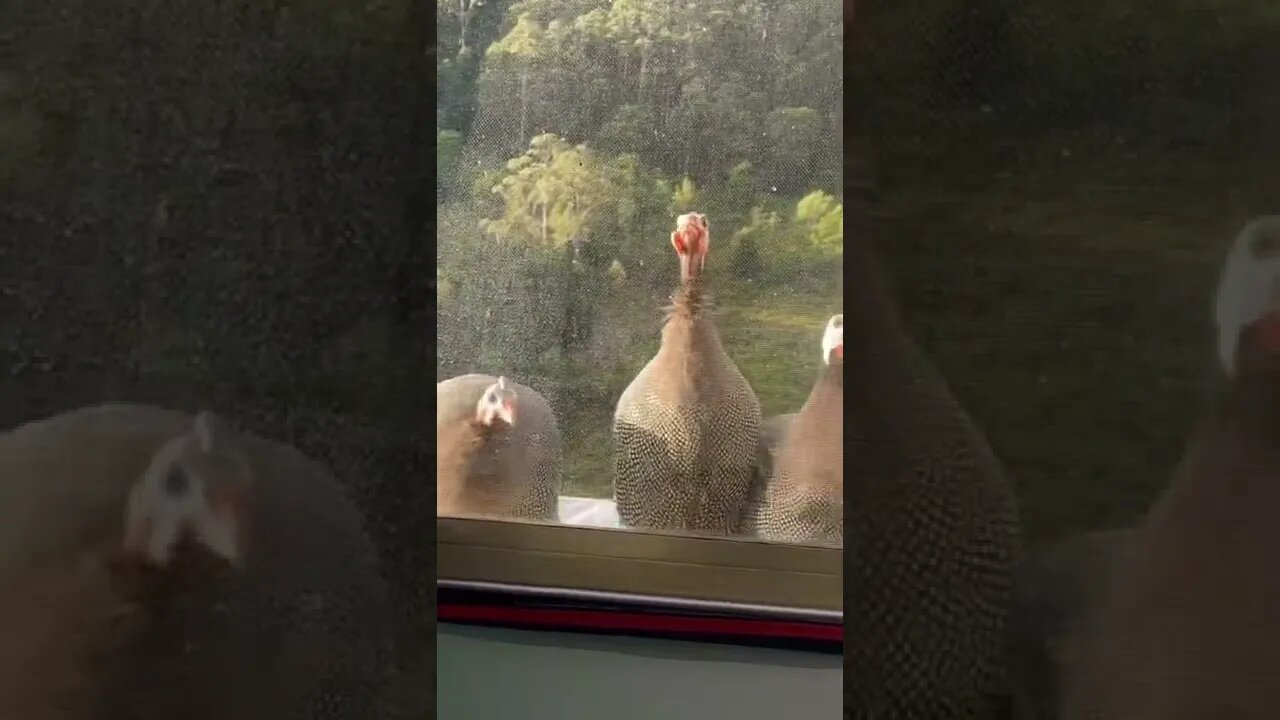 Guinea fowl visit through window