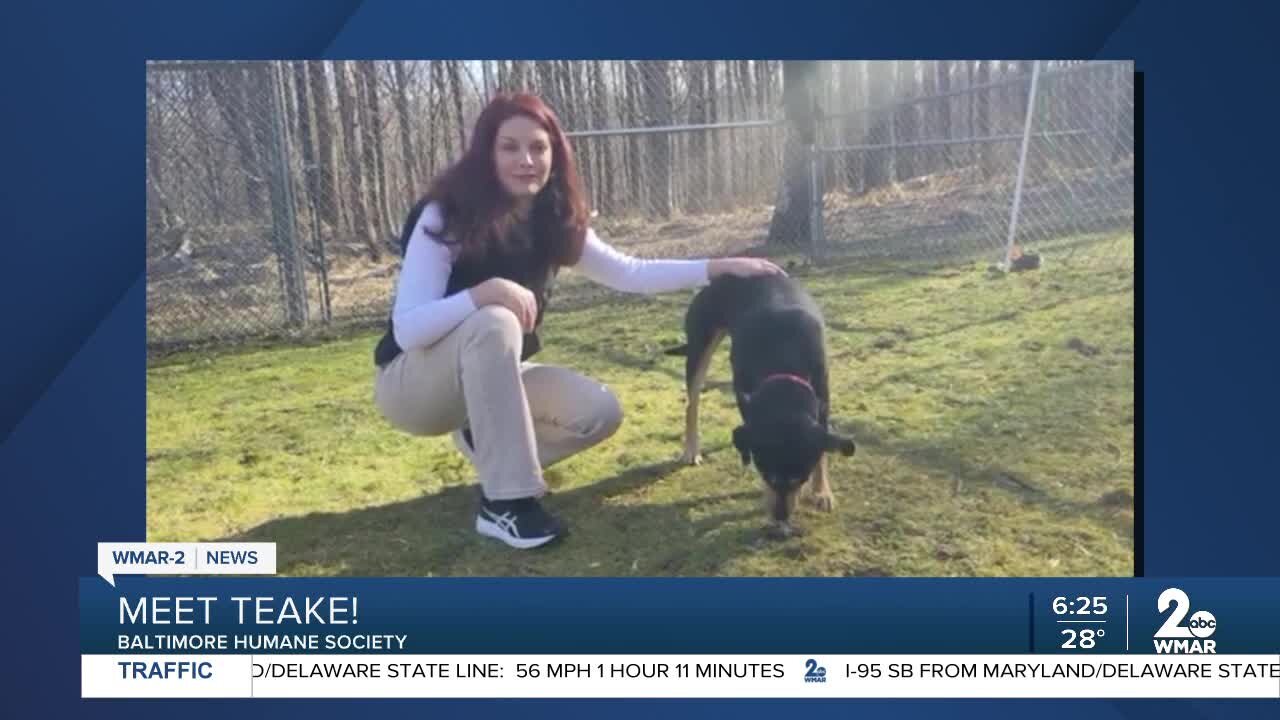 Teake the dog is up for adoption at the Baltimore Humane Society