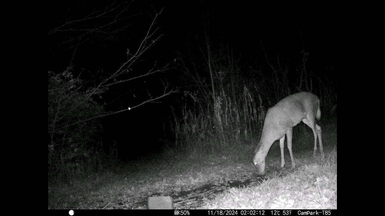 Deer Cam 11-18-2024