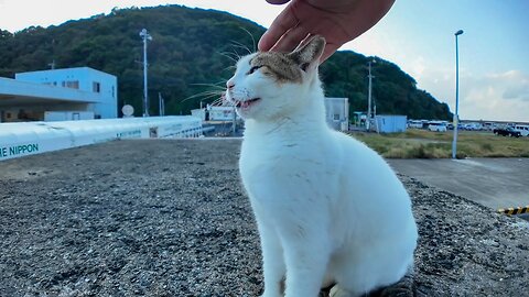 The cat on the breakwater always greets me when we meet, it's so cute