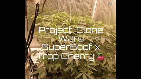 Upcoming project: War of the Clones🏆