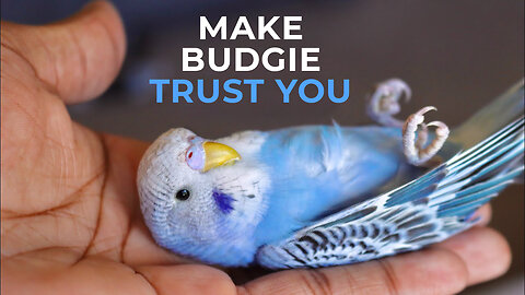 Budgie Trust