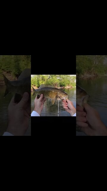 Crushing HUGE smallmouth bass (short version)