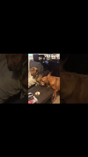 I'LL FU*****G DO IT AGAIN #shorts