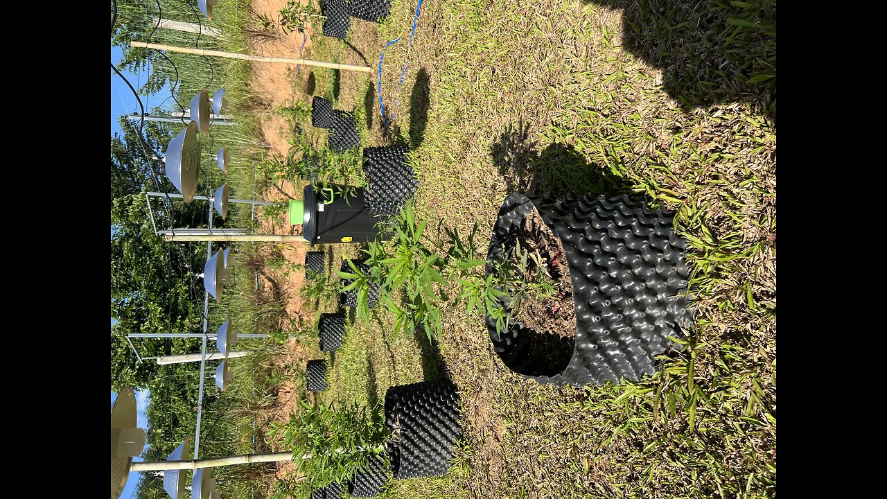 I Found a Cannabis Farm in Northern Thailand