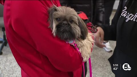 Four-legged therapists surprise high school students