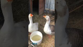 The geese are locked up to nest and there’s quite a lot of noise about it!