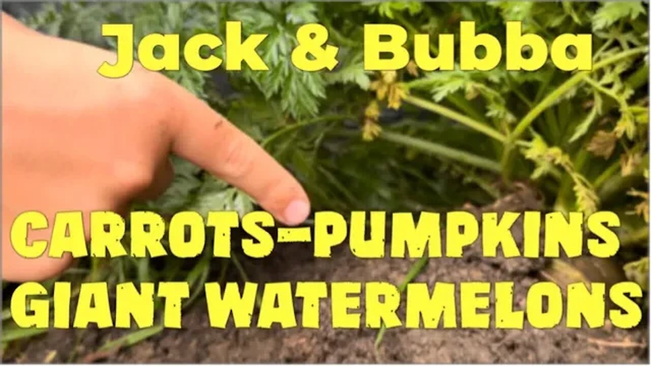 Bubba Patch Growing Giants Pumpkins, Watermelons & Carrots