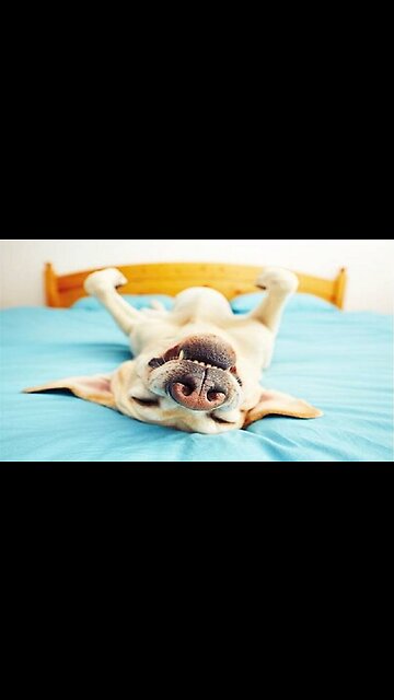 There are two kind of labs .. 😆😂