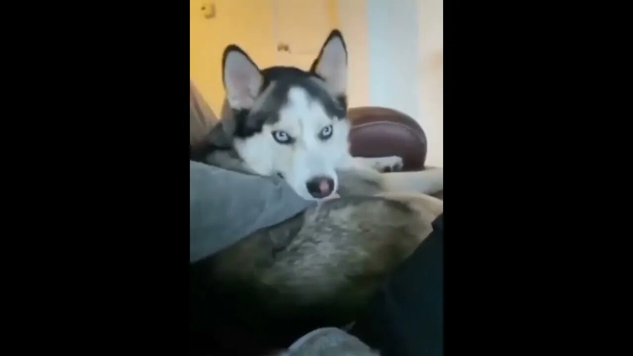 Who told you to stop 🐕🤣😝😅