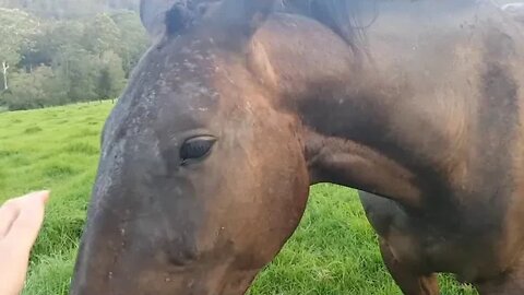 Review of Tuppy's skin condition and treatment