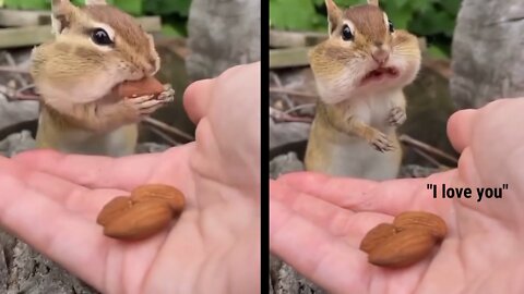 Saying " I love you " to a squirrel | whats his reaction |