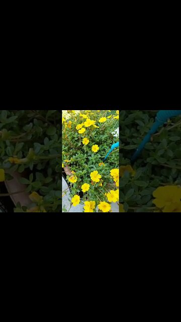 Purslane An Edible Plant Great On Salads Medicinal Herb