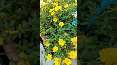 Purslane An Edible Plant Great On Salads Medicinal Herb