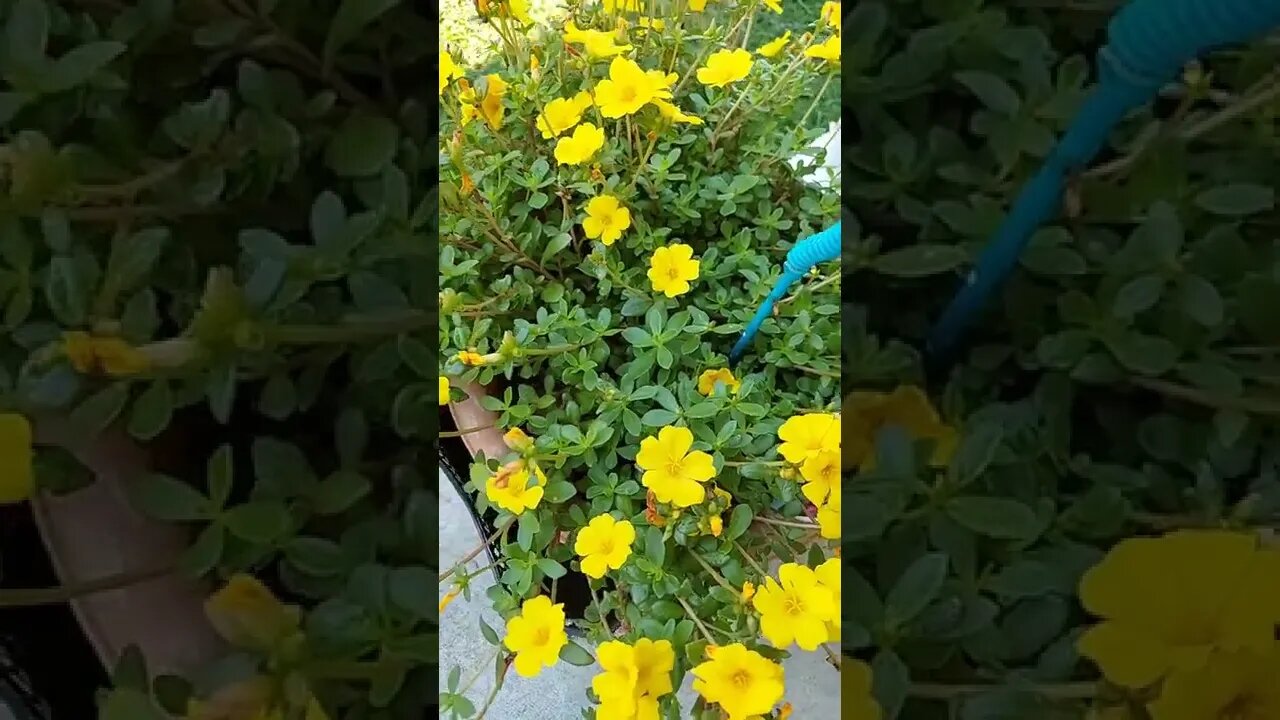 Purslane An Edible Plant Great On Salads Medicinal Herb