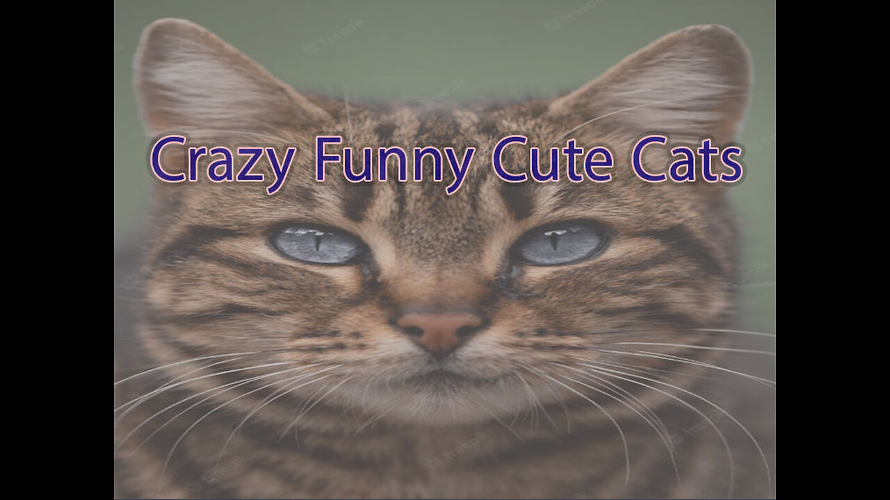 Funny video of a beautiful cat
