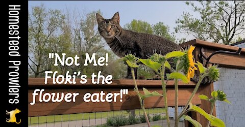 Please Don't Eat The Flowers!